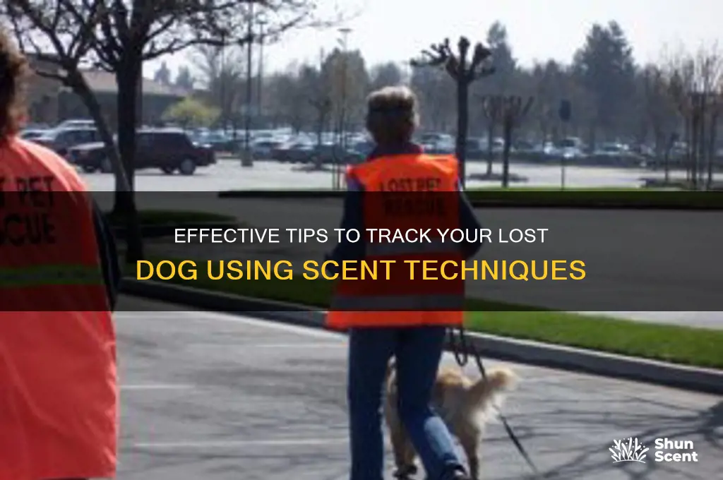 how to find lost dog scent