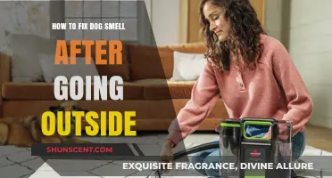 Freshening Up: How to Eliminate Dog Smell After Outdoor Adventures