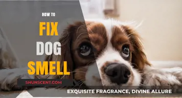 Eliminating Dog Odor: A Comprehensive Guide for Freshening Up Your Home