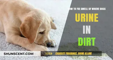 Effective Solutions to Eliminate Dog Urine Odor from Dirt