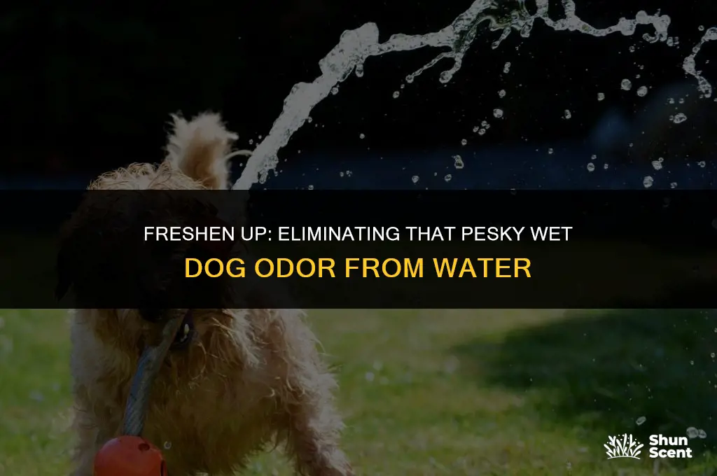 how to fix water that smells like wet dog