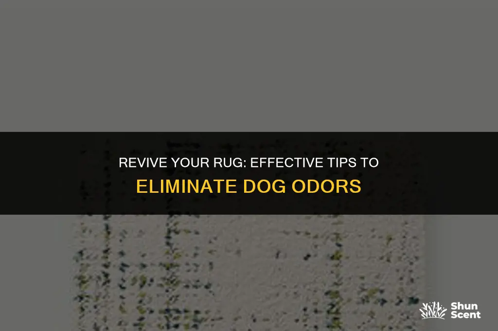 how to freshen an area rug smells like a dog
