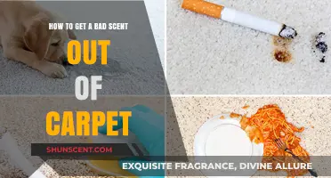 Effective Ways to Eliminate Stubborn Bad Odors from Your Carpet