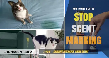 Stop Cat Scent Marking: Effective Strategies for a Clean Home