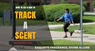 Mastering Scent Tracking: Effective Techniques to Train Your Dog