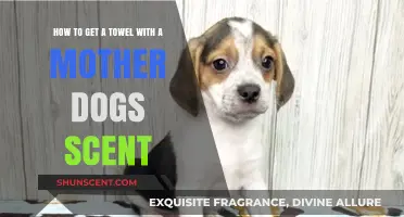 Transferring Mom's Scent: A Guide to Getting a Towel with Mother Dog's Smell