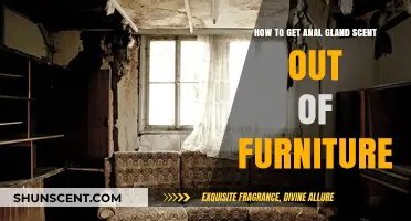 Effective Ways to Remove Anal Gland Smell from Furniture