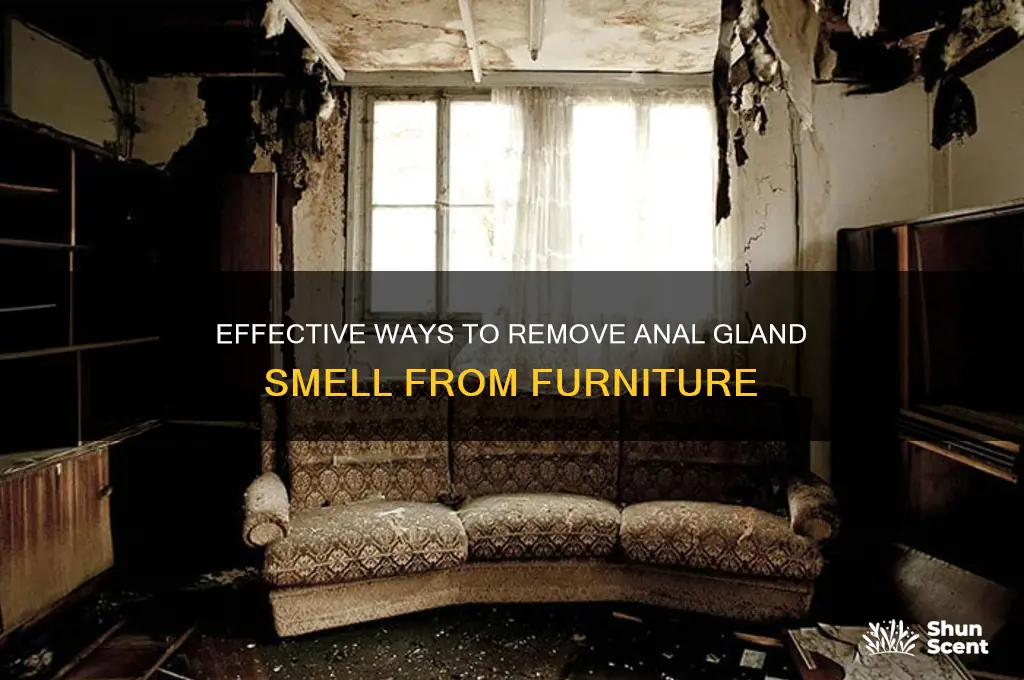 how to get anal gland scent out of furniture