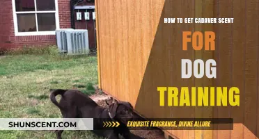 Effective Cadaver Scent Training Techniques for Search and Rescue Dogs