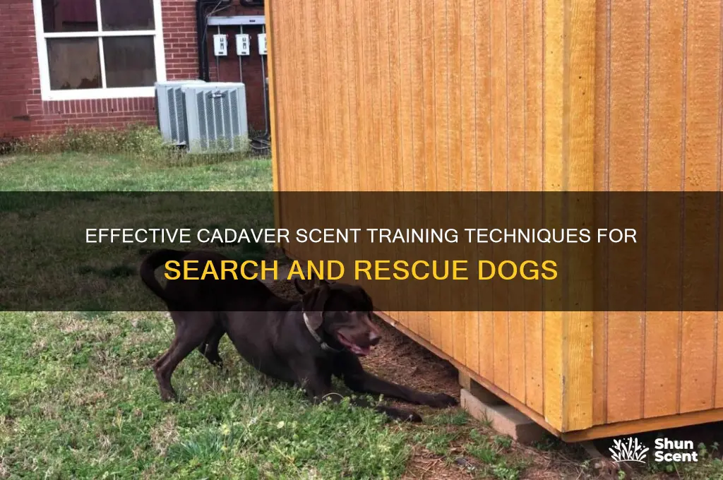 how to get cadaver scent for dog training