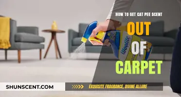 Effective Ways to Remove Cat Urine Smell from Your Carpet
