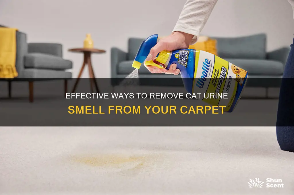how to get cat pee scent out of carpet