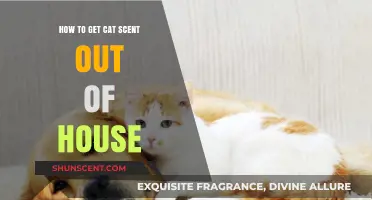 Effective Ways to Eliminate Lingering Cat Odor from Your Home
