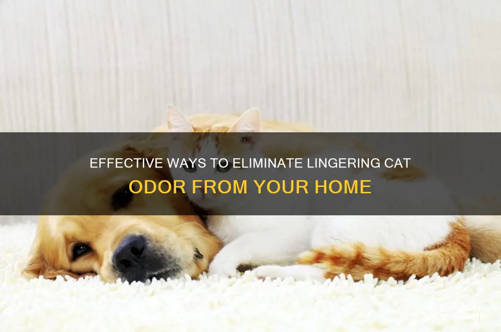 how to get cat scent out of house