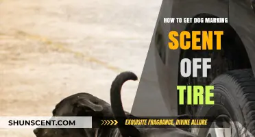 Effective Ways to Remove Dog Marking Scent from Your Car Tires