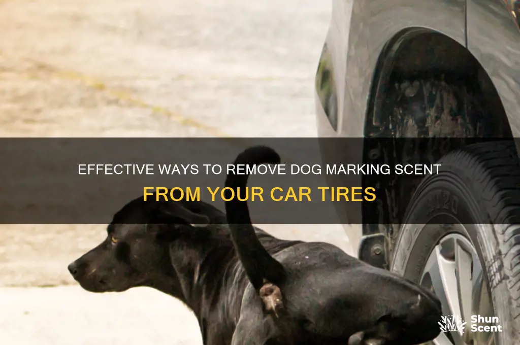how to get dog marking scent off tire