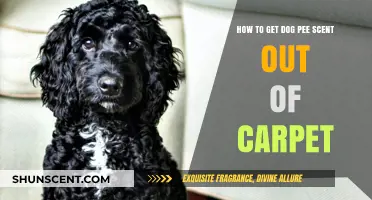Effective Ways to Remove Dog Urine Smell from Your Carpet