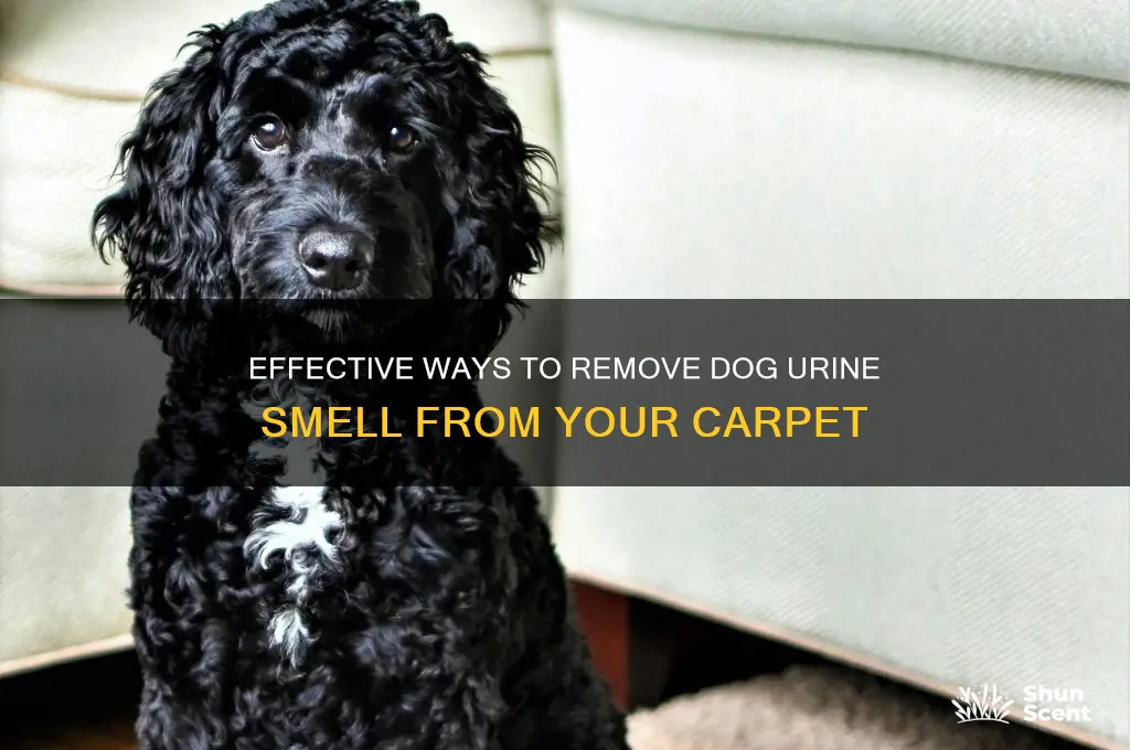 how to get dog pee scent out of carpet