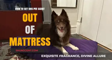 Effective Ways to Remove Dog Urine Smell from Your Mattress