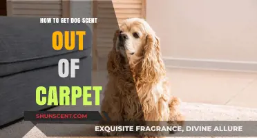 Effective Ways to Eliminate Dog Odor from Your Carpet