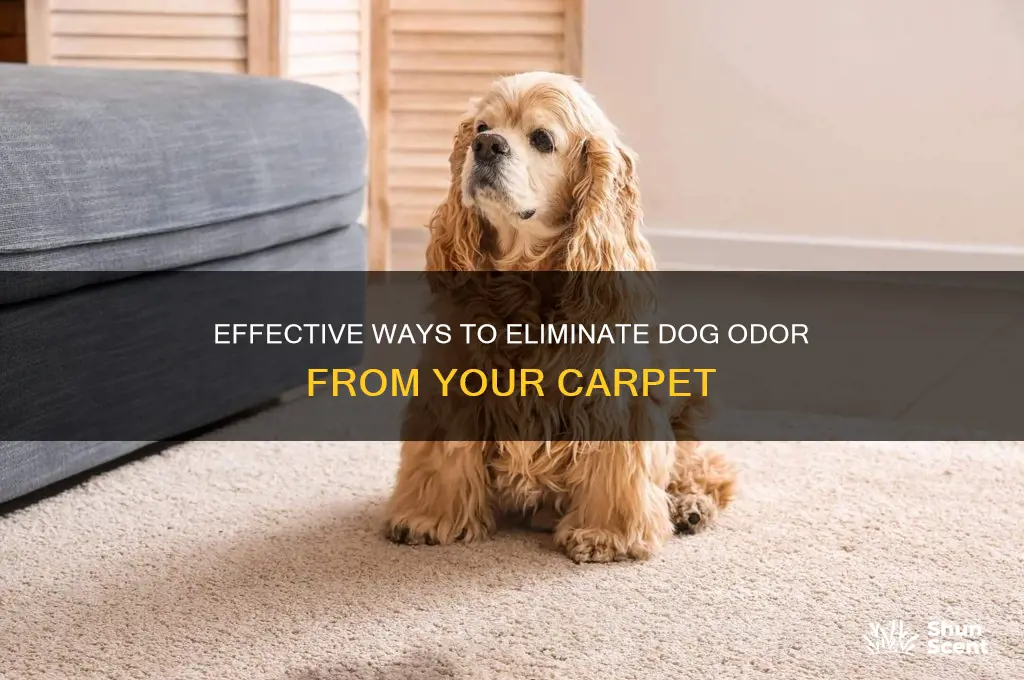 how to get dog scent out of carpet