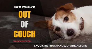 Effective Ways to Eliminate Dog Odor from Your Couch