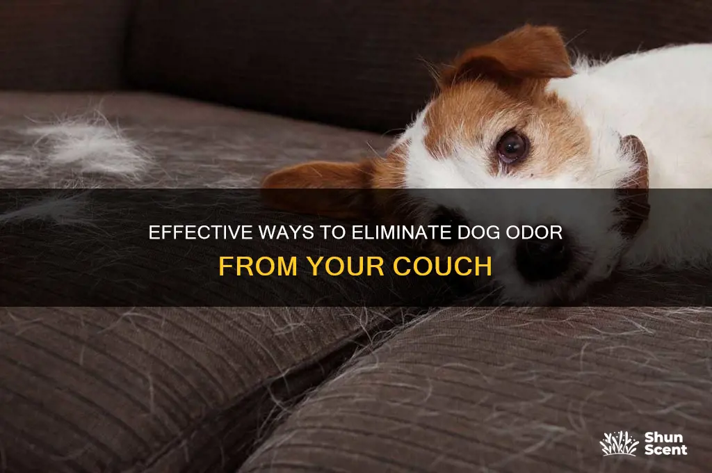 how to get dog scent out of couch
