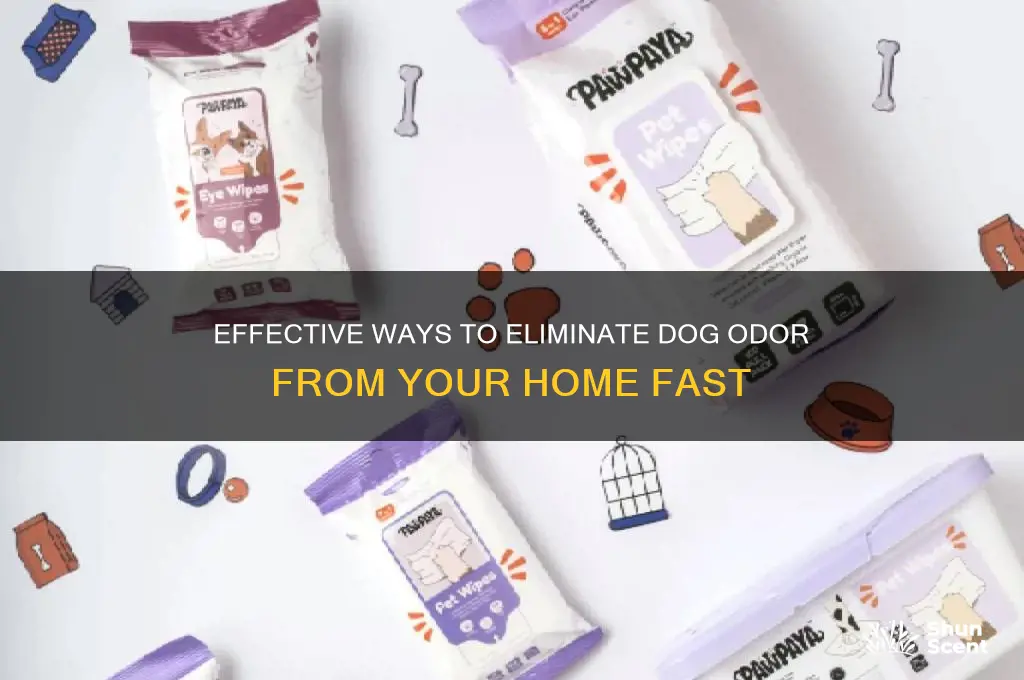 how to get dog scent out of house