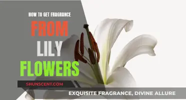 Capturing Lily's Scent: A Guide to Preserving Fragrance