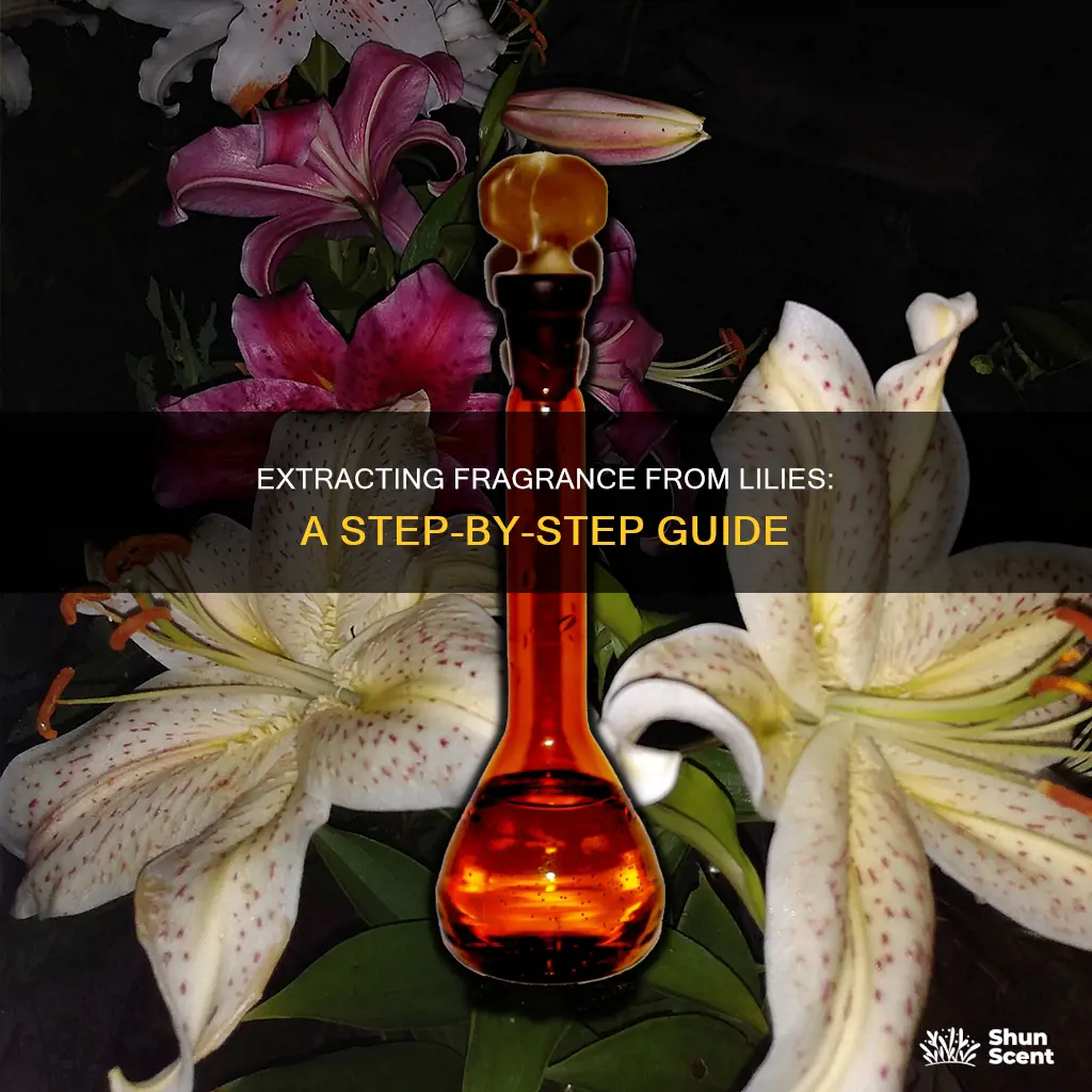 how to get fragrance from lily flowers
