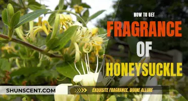 Capturing Honeysuckle's Scent: A Guide to Fragrant Adventures