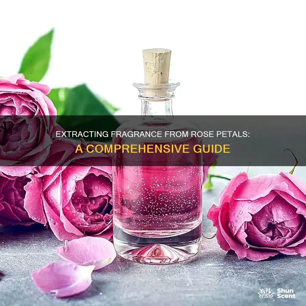 how to get fragrance out of rose petals