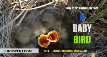Removing Human Scent from Baby Birds: Gentle Techniques for Safe Rescue
