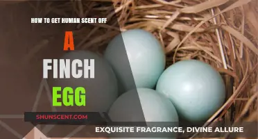 Removing Human Scent from Finch Eggs: Gentle Techniques for Hatching Success