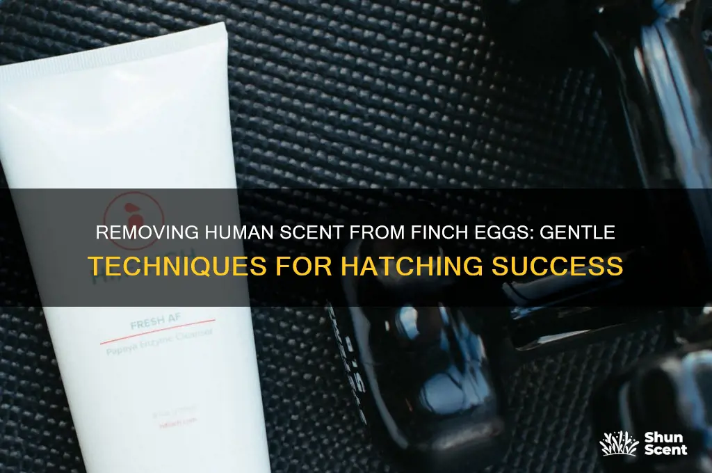 how to get human scent off a finch egg
