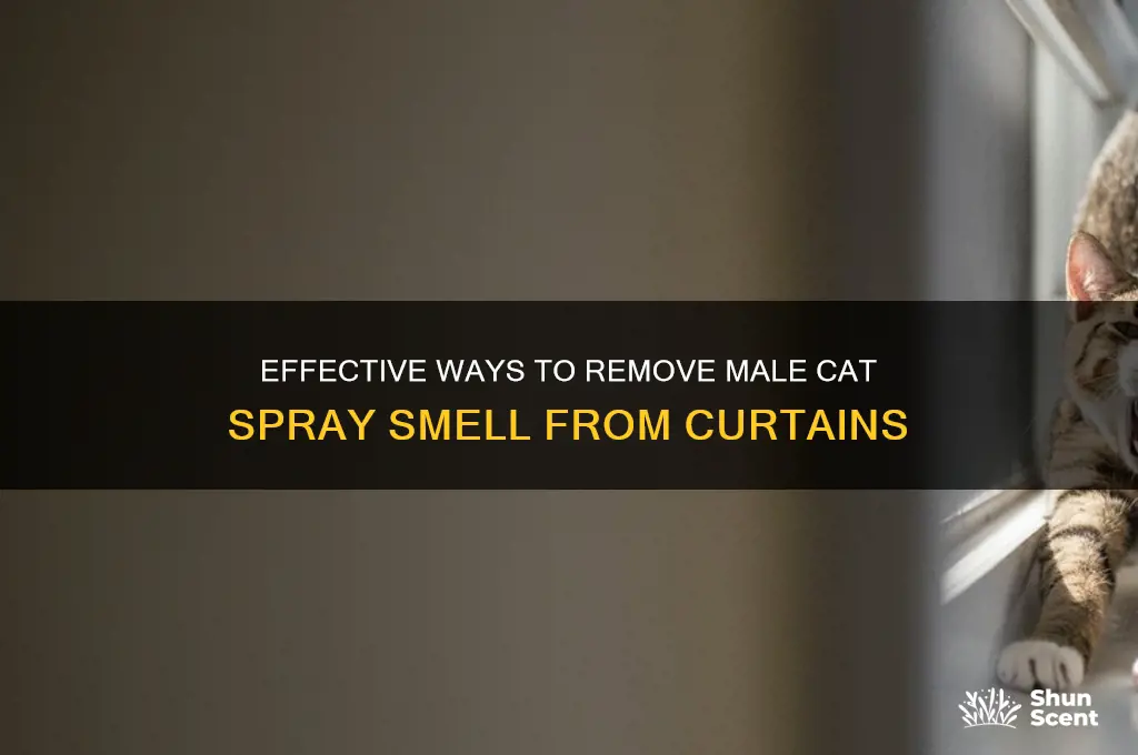 how to get male cat spraying scent off curtins