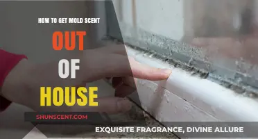 Effective Ways to Eliminate Stubborn Mold Smell from Your Home