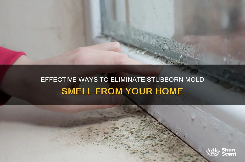 how to get mold scent out of house