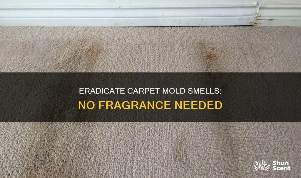 how to get mold smell out of carpet without fragrance