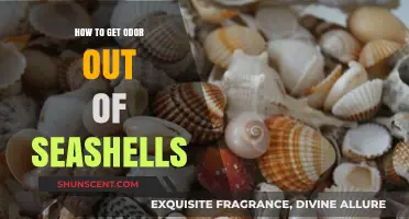 Freshening Up Nature's Treasures: Removing Odors from Seashells