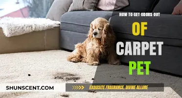 Freshen Up Your Home: Effective Tips to Remove Pet Odors from Carpets