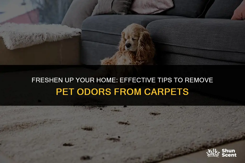 how to get odors out of carpet pet