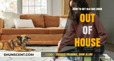 Eliminating Old Dog Odor from Your Home: A Comprehensive Guide