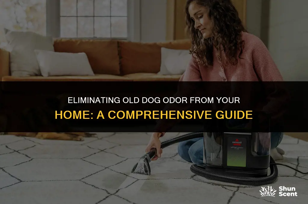 how to get old dog odor out of house