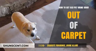 Effective Tips to Eliminate Pet Urine Odor from Your Carpet