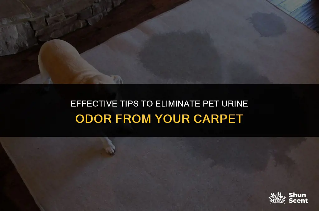 how to get old pet urine odor out of carpet