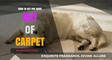 Effective Methods to Eliminate Pet Odor from Your Carpet