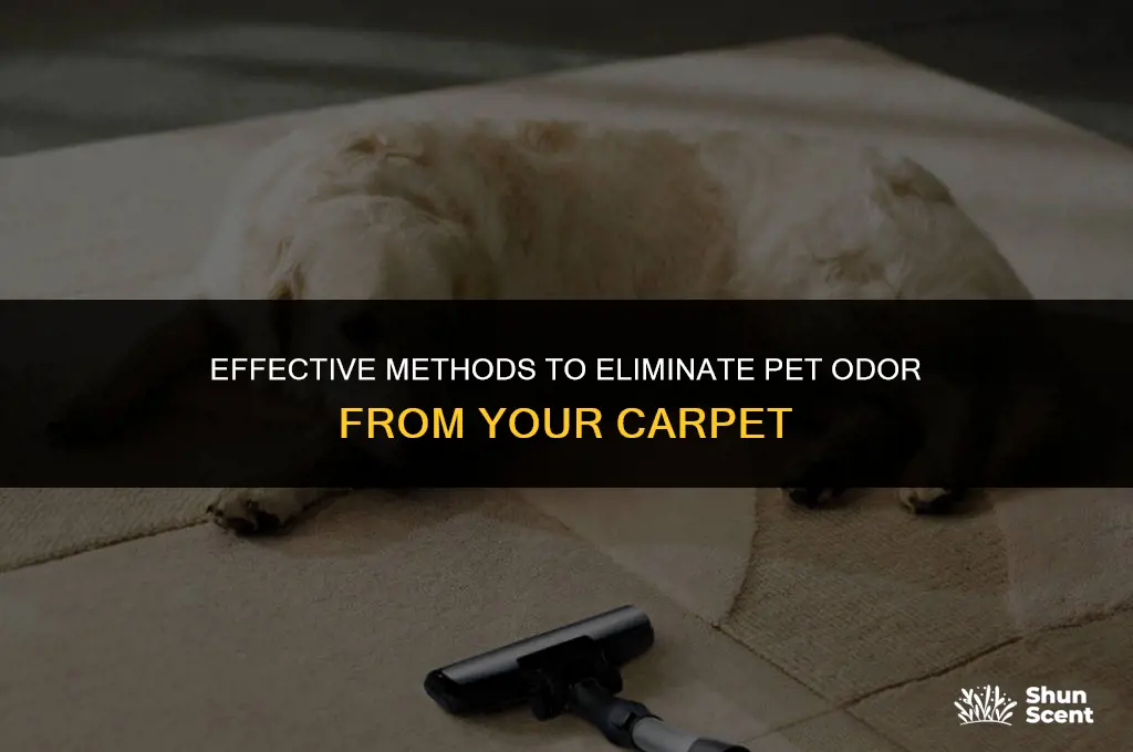 how to get pee odor out of carpet
