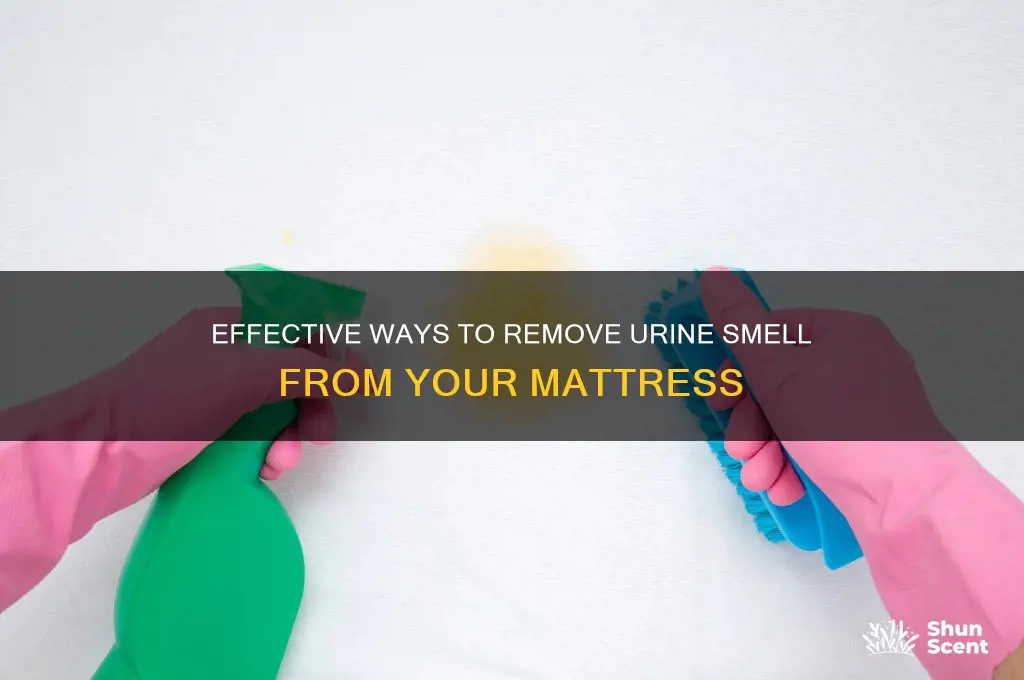how to get pee scent out of mattress