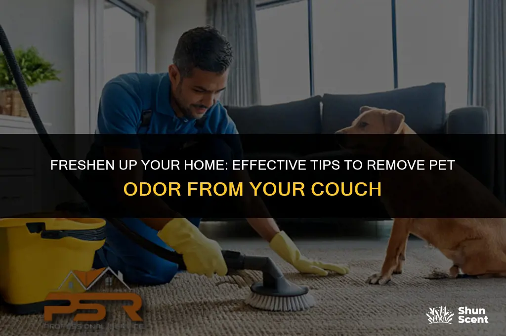 how to get pet odor out of a couch